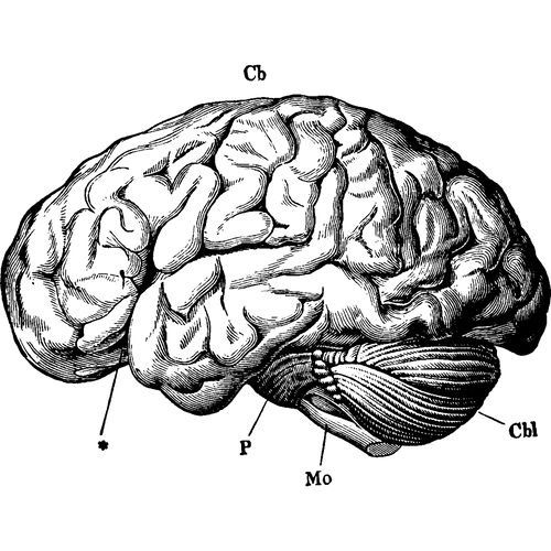 Brain illustration